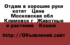 Отдам в хорошие руки котят › Цена ­ 1 - Московская обл., Климовск г. Животные и растения » Кошки   